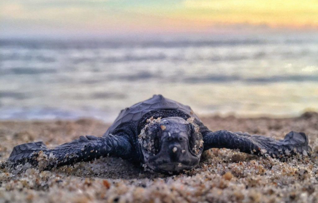 РАС-АЛЬ-ДЖИНЗ МЕСТО ГНЕЗДОВАНИЯ ЧЕРЕПАХ. РАЗВЛЕЧЕНИЯ В ОМАНЕ. 1 РАС-АЛЬ-ДЖИНЗ МЕСТО ГНЕЗДОВАНИЯ ЧЕРЕПАХ. РАЗВЛЕЧЕНИЯ В ОМАНЕ.