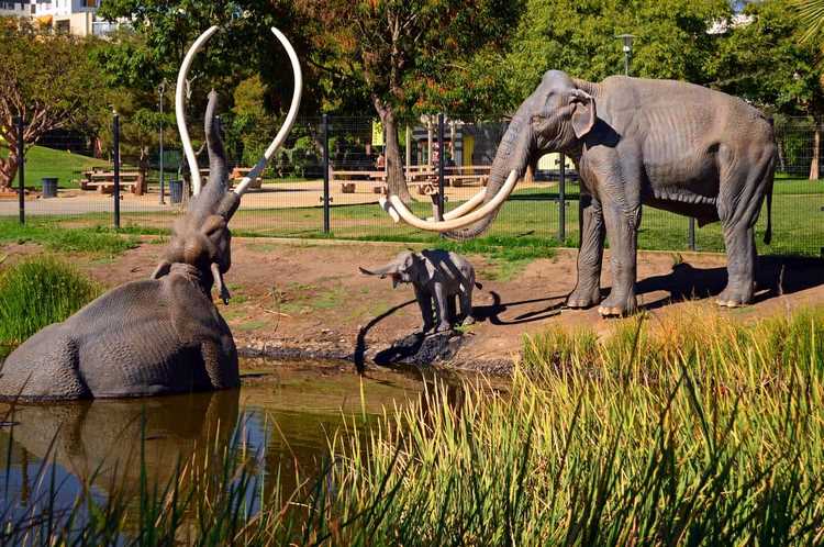 La Brea Tar Pits 1 La Brea Tar Pits