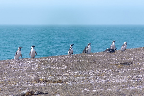 Магеллановы пингвины на полуострове Вальдес 1 Магеллановы пингвины на полуострове Вальдес