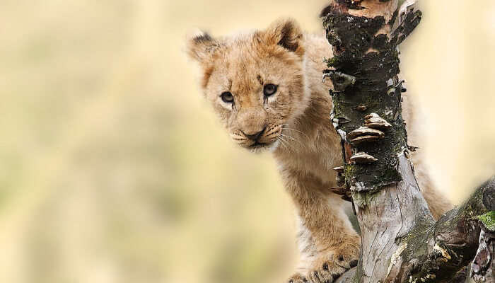 Зоологический парк Ариньяр-Анны 11 Зоологический парк Ариньяр-Анны