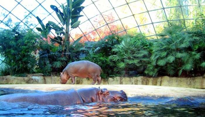 бегемот плавает в озере в зоопарке Берлина 1 бегемот плавает в озере в зоопарке Берлина