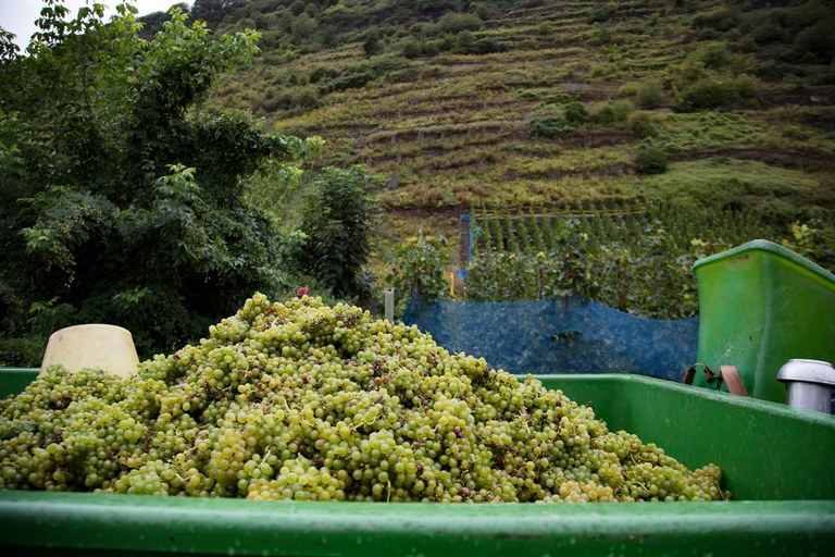 Бернкастель Винный фестиваль - все начинается с винограда 1 Бернкастель Винный фестиваль - все начинается с винограда