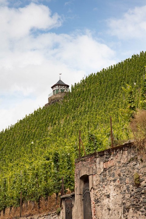 Мозельское вино - виноград растет на крутых склонах Круиз по реке Мозель 1 Мозельское вино - виноград растет на крутых склонах Круиз по реке Мозель