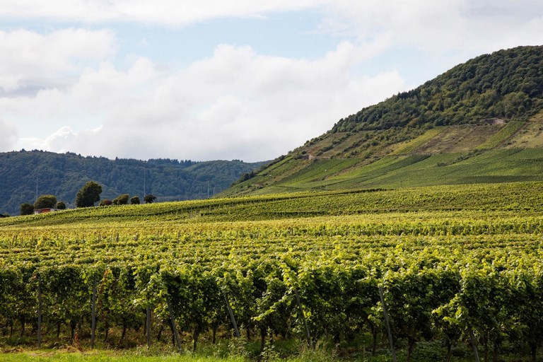 Круиз по реке Мозель с видом на виноградники 1 Круиз по реке Мозель с видом на виноградники