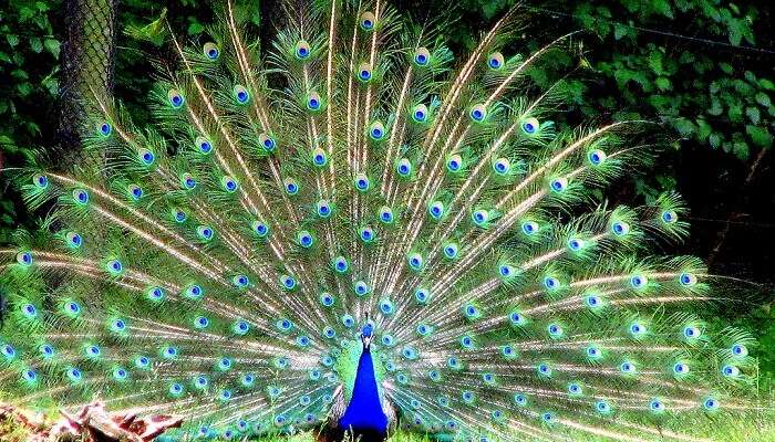 павлин танцует в знаменитом зоопарке Бронкса 1 павлин танцует в знаменитом зоопарке Бронкса