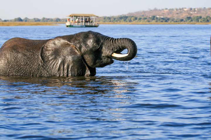 Круизный катер по реке Чобер на другой стороне слона, который плыл через реку. 1 Круизный катер по реке Чобер на другой стороне слона, который плыл через реку.
