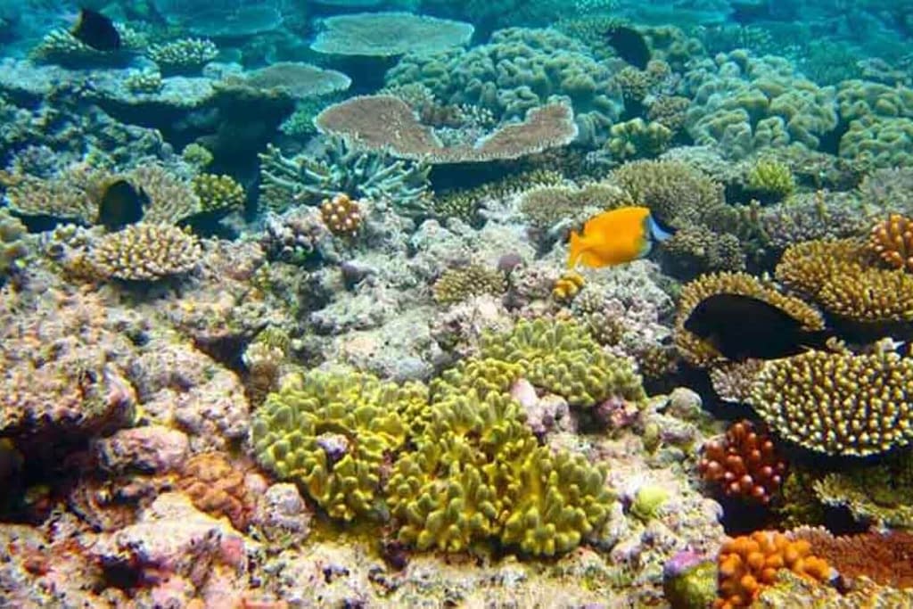 Кораллы в Красном море - Эритрея 11 Кораллы в Красном море - Эритрея