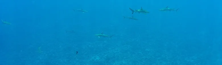Много акул плавает вокруг 1 Много акул плавает вокруг