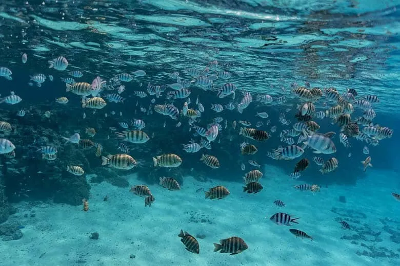 Красочная подводная жизнь и кристально чистая вода 1 Красочная подводная жизнь и кристально чистая вода Бора-Бора