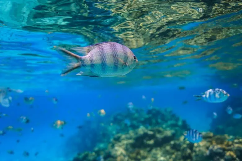 Симпатичная маленькая рыбка 1 Симпатичная маленькая рыбка