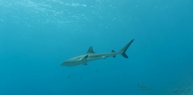 Одна из рифовых акул во время погружения 1 Одна из рифовых акул во время погружения Бора-Бора