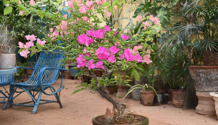 Сад Ганеша в Пондичерри 11 Сад Ганеша в Пондичерри