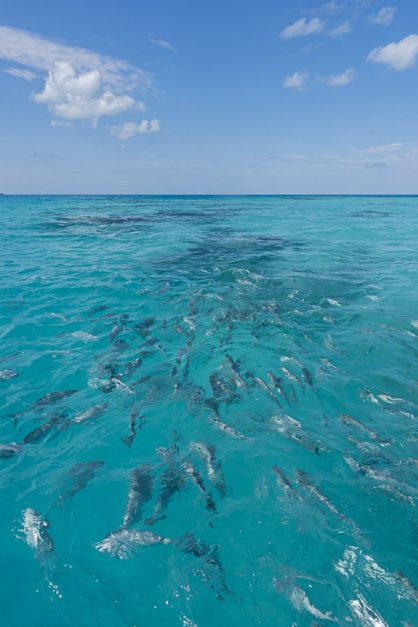 Каякинг со стеклянным дном на Бермудские острова 11 Каякинг со стеклянным дном на Бермудские острова