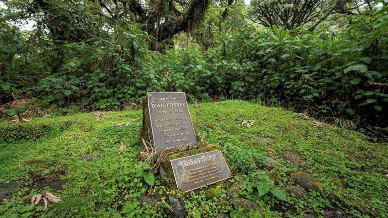 ПОХОД НА МОГИЛУ ДАЙАН ФОССИ 11 ПОХОД НА МОГИЛУ ДАЙАН ФОССИ