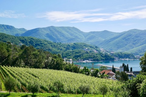 Виноградник в Херцег-Нови 11 Виноградник в Херцег-Нови
