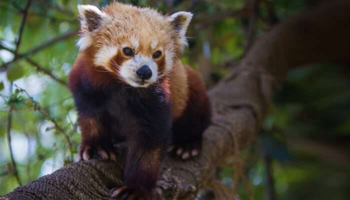 зоологический парк Детройта 1 зоологический парк Детройта