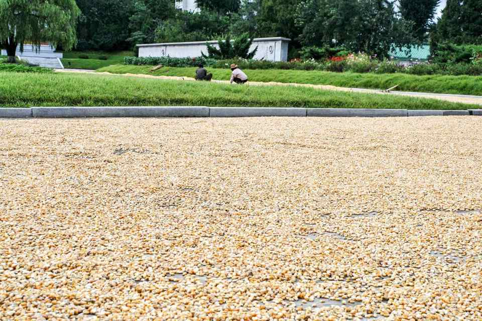 Сельское хозяйство в Северной Корее и что показывают туристам в КНДР 1 Сельское хозяйство в Северной Корее и что показывают туристам в КНДР