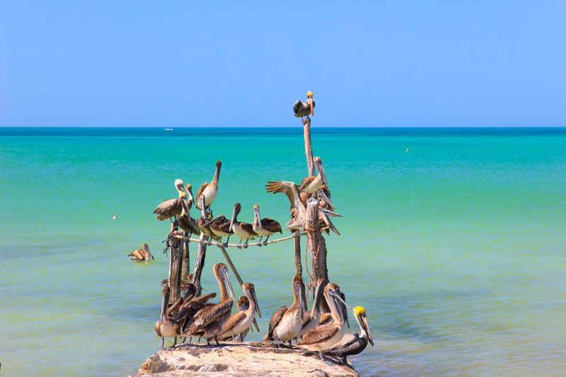 Исла Холбокс пеликан 11 Исла Холбокс пеликан