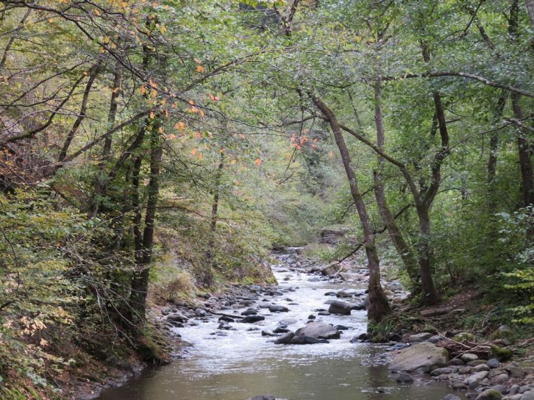 Леса Боржоми Грузия 111 Леса Боржоми Грузия