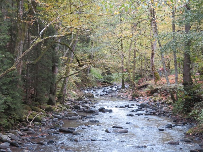 Национальный парк Боржоми Харагаули 1111 Национальный парк Боржоми Харагаули