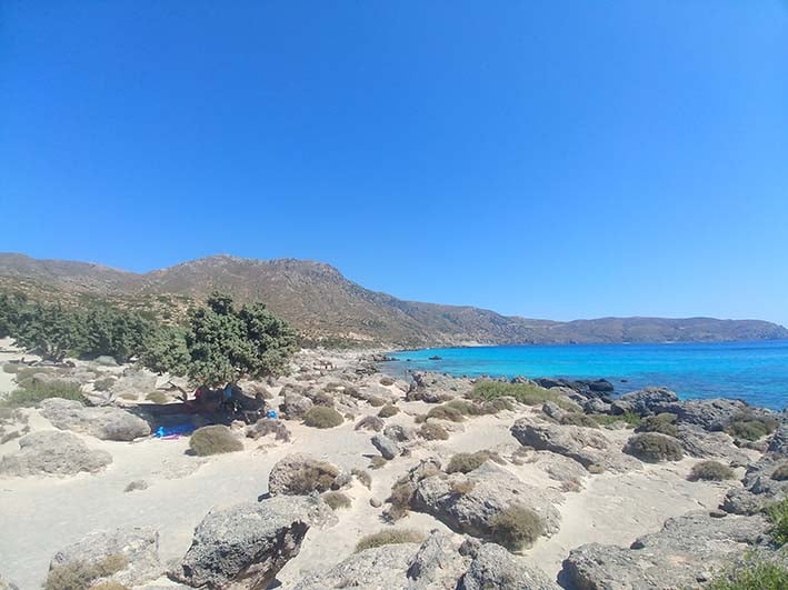 Кедродасос Крит 1 Кедродасос Крит