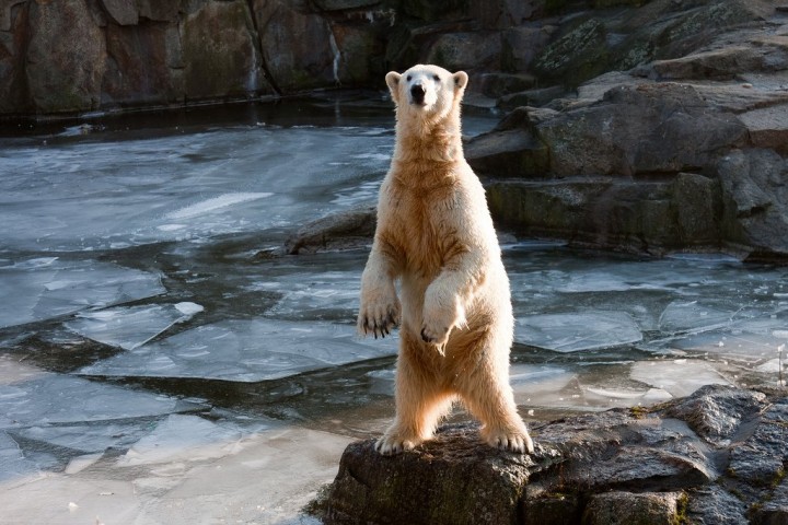 Кнут в зоопарке Берлина 1 Кнут в зоопарке Берлина, Чем заняться в Берлине, Германия