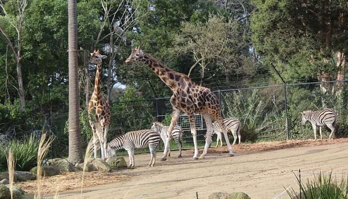 Дружеская встреча в Честерском зоопарке 1 Дружеская встреча в Честерском зоопарке