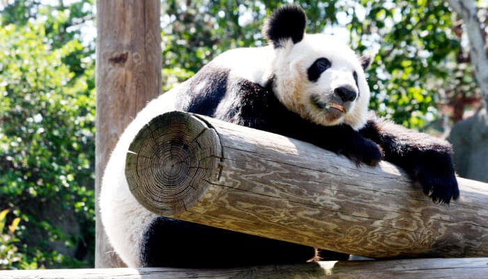 Мемфисский зоопарк 1 Мемфисский зоопарк