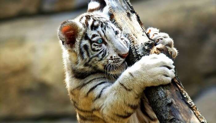 белый тигр держит ветку дерева. Зоопарк Москва 1 белый тигр держит ветку дерева. Зоопарк Москва