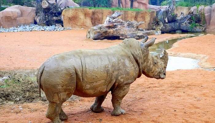 носорог возле грязевого пруда зоопарки мира 1 носорог возле грязевого пруда Крупнейшие зоопарки мира