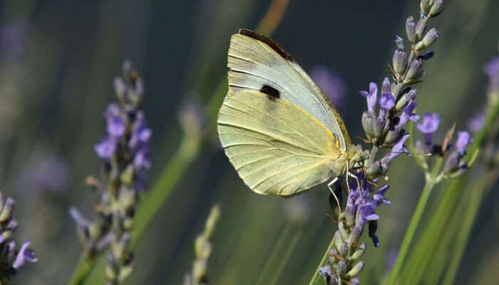 Бабочка в зоопарке Неру 1 Бабочка в зоопарке Неру Крупнейшие зоопарки мира