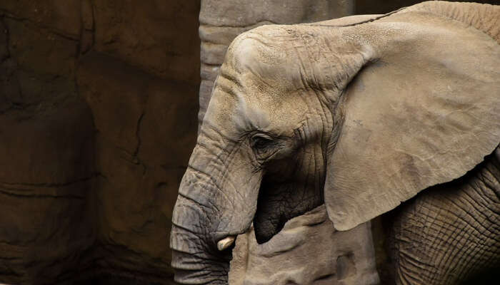 Слон в зоопарке Северной Каролины 111 Слон в зоопарке Северной Каролины Крупнейшие зоопарки мира
