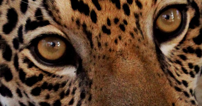 гайана гид-туры - Рустам Сигополь 1 гайана гид-туры - Рустам Сигополь