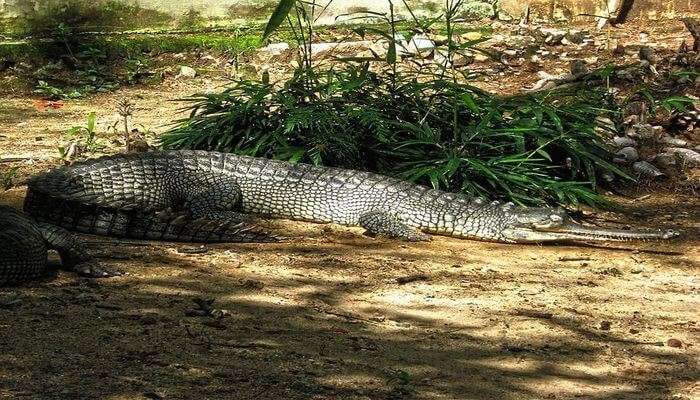 волнение, когда вы видите львов. Зоопарк Далласа 1 волнение, когда вы видите львов. Зоопарк Далласа