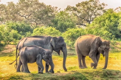 Шри-ланкийские слоны Факты о Шри-Ланке. 1 Шри-ланкийские слоны Факты о Шри-Ланке.