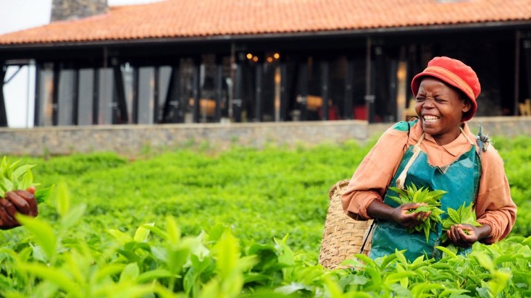 СОБЕРИТЕ ТУР ПО ЧАЙНОЙ ИЛИ КОФЕЙНОЙ ПЛАНТАЦИИ 11 СОБЕРИТЕ ТУР ПО ЧАЙНОЙ ИЛИ КОФЕЙНОЙ ПЛАНТАЦИИ Что смотреть в Руанде ?