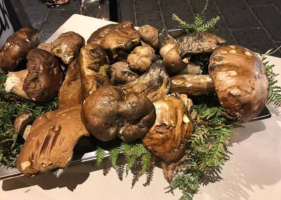 Знаменитые белые грибы 1 Знаменитые белые грибы