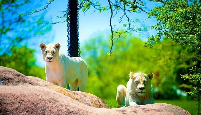 молодые львы смотрят в камеру. Зоопарк Торонто 1 молодые львы смотрят в камеру. Зоопарк Торонто