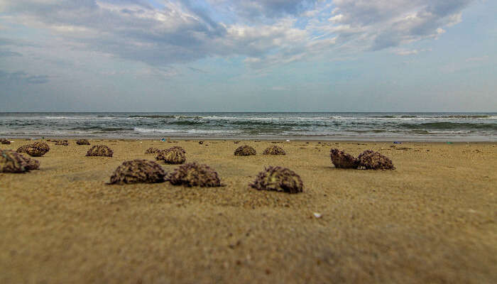 Пляж Veerampattinam в Пондичерри 11 Пляж Veerampattinam в Пондичерри