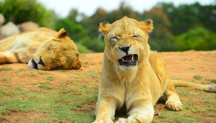 Зоопарк Ривербэнкс 1 Зоопарк Ривербэнкс