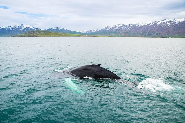 Залив Факсафлоуи 1 Залив Факсафлоуи