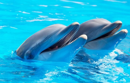 Дельфины в SeaWorld Сан-Диего 1 Дельфины в SeaWorld Сан-Диего