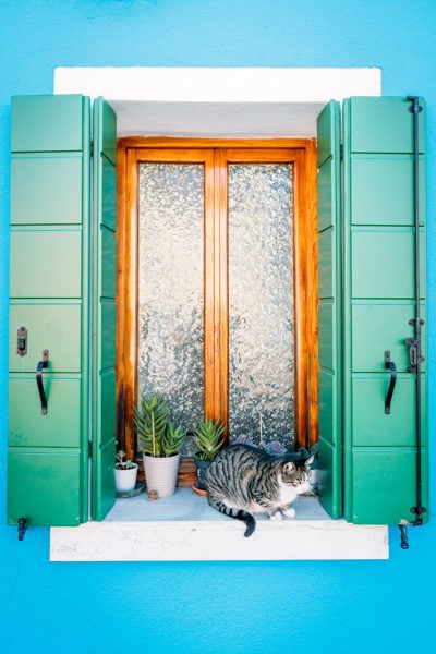 Кот в окне Бурано 1 Кот в окне Бурано