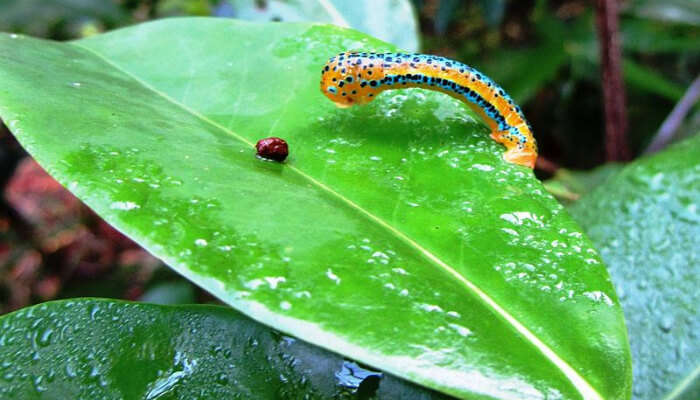 Консерватория бабочек - посетите. Гоа 11 Консерватория бабочек - посетите. Гоа