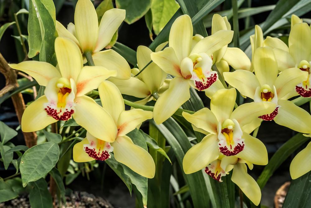 Mackay Orchid House Маккай 11 Mackay Orchid House Маккай