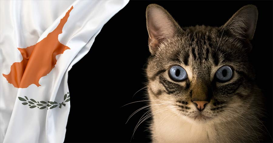 свидетельства первых домашних кошек были найдены на Кипре Факты о Кипре 1 свидетельства первых домашних кошек были найдены на Кипре Факты о Кипре