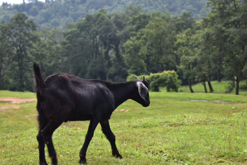 сад Годавари Ботанический сад Годавари, окраина