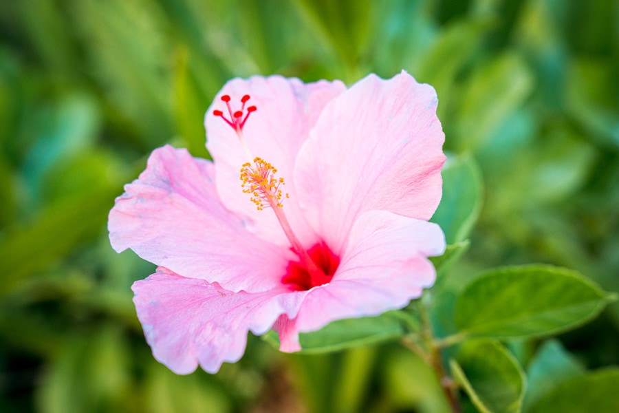 Гавайский тропический цветок 11 Гавайский тропический цветок