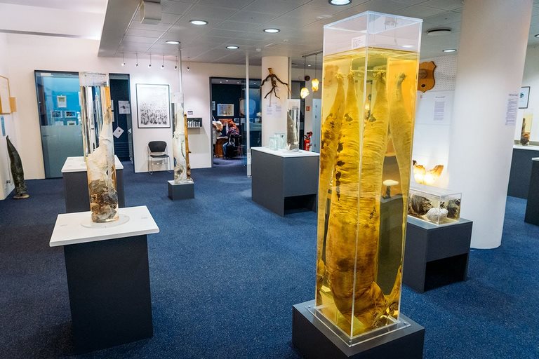 Исландский фаллологический музей Рейкьявик 1 Исландский фаллологический музей Рейкьявик