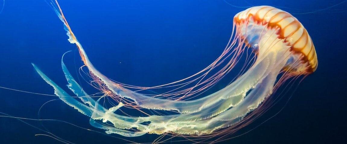 медуза Палау 1 медуза Палау